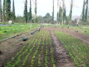 L'irrigation comme solution