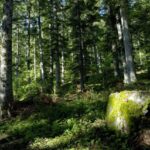 Sous bois en forêt de Morgon - Crédit Mireille Coulon - Parc national des Ecrins