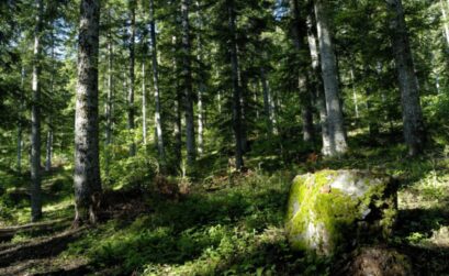 Sous bois en forêt de Morgon - Crédit Mireille Coulon - Parc national des Ecrins