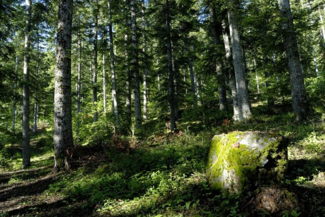 Sous bois en forêt de Morgon - Crédit Mireille Coulon - Parc national des Ecrins