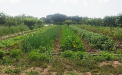 Joli champ à la Ferme des Possibles