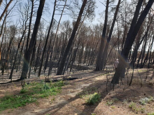 la Montagnette après l'incendie de juillet 2022