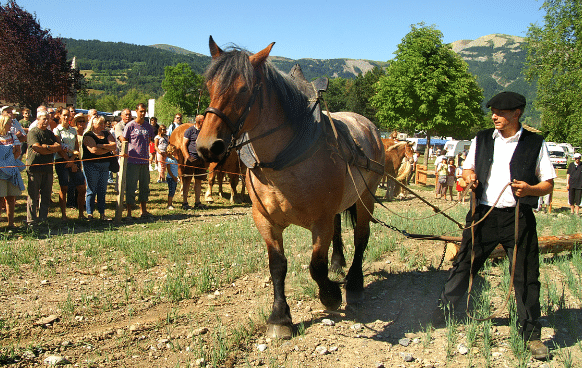 Le concours mulassier à Seyne les Alpes Bleu Tomate le mag