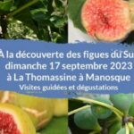 figues du Sud