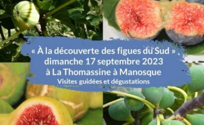 figues du Sud