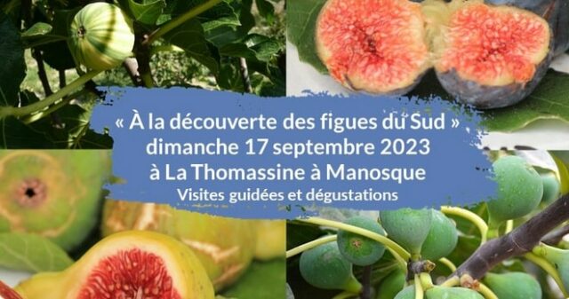 figues du Sud