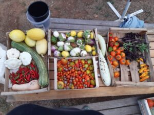 Des produits distribués aux adhérents de l'association et aux populations en précarité alimentaire @ Ecolieu Plan du Pont Bleu Tomate