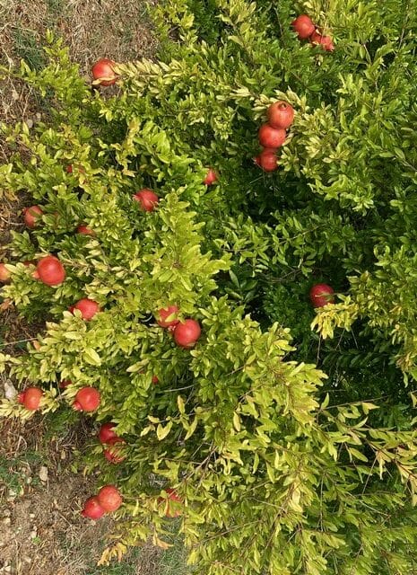 Les grenadiers en fruits