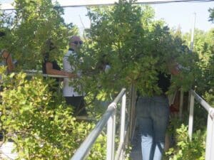 Dans la canopée, les arbres continuent à pousser