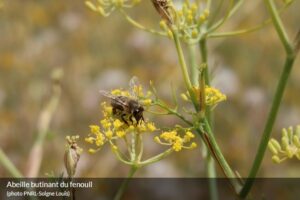 ABC Biodiversité PNR LUBERON