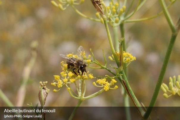 ABC Biodiversité PNR LUBERON