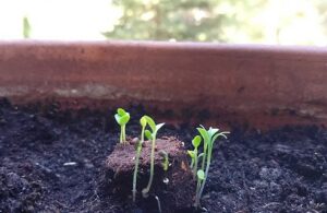 lancez, c'est planté Bleu Tomate le mag