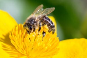 une abeille butine une fleur