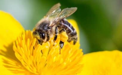 une abeille butine une fleur