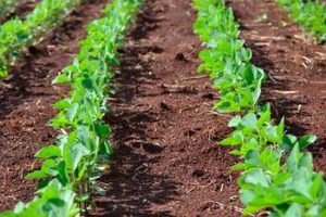 xl_conference-agriculture-durable-legumineuses Bleu Tomate le mag