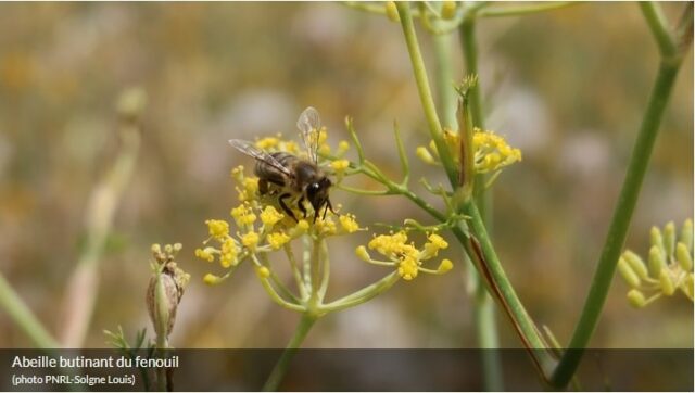 abeille butinant du fenouil