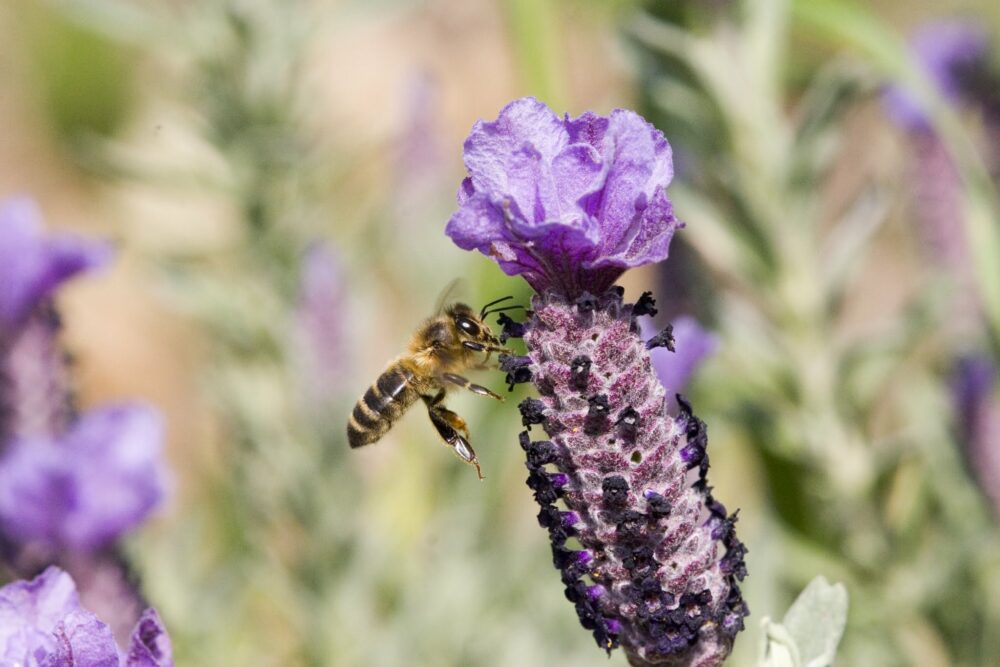 une abeille butine une fleur de lavande
