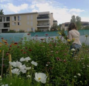Cueillette à la ferme urbaine horticole Fleurs de Marseille Bleu Tomate