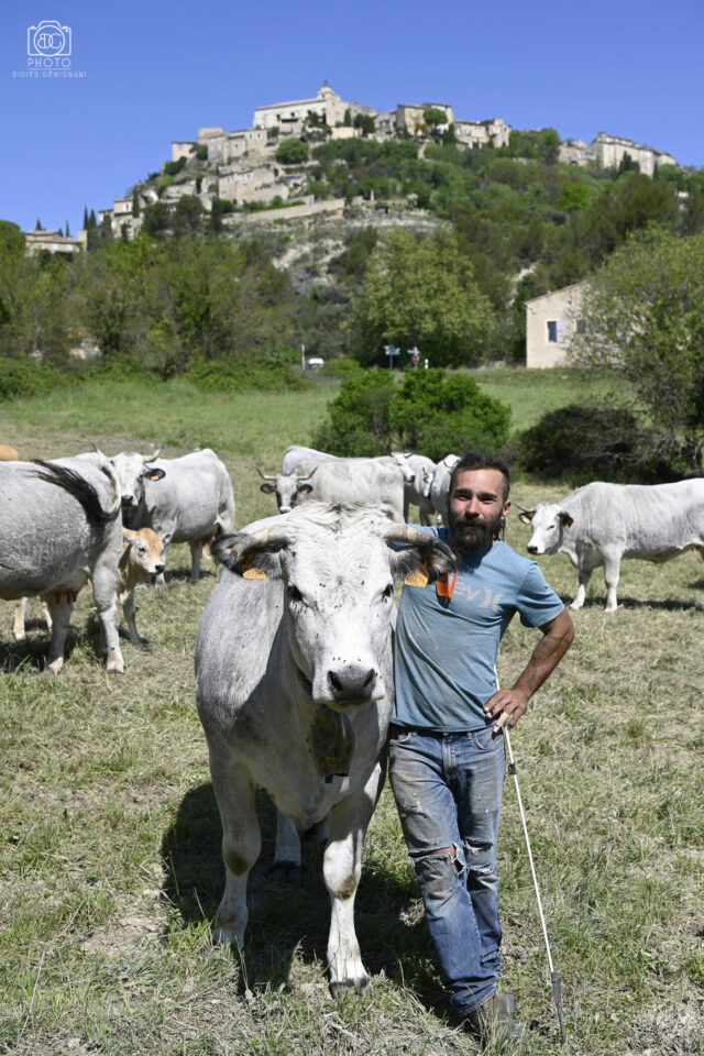 Allan Sorriaux et ses gasconnes au pied du village de Gordes