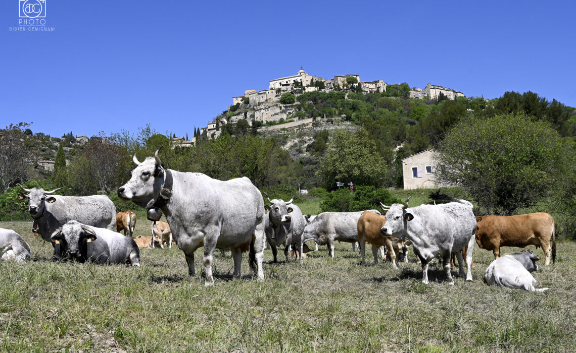 Les Vaches du Luberon au pied de Gordes, village perché