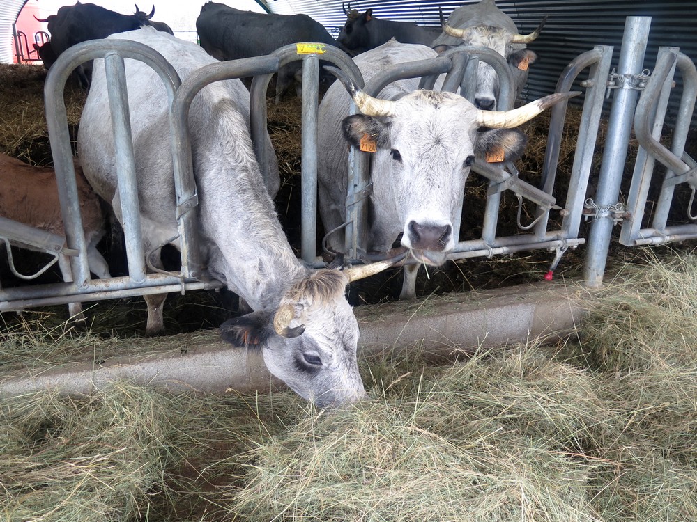 Les vaches d'Allan Sorriaux encore à l'étable