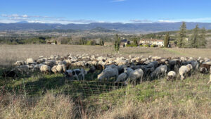 Le troupeau à Bonnieux avec le berger
