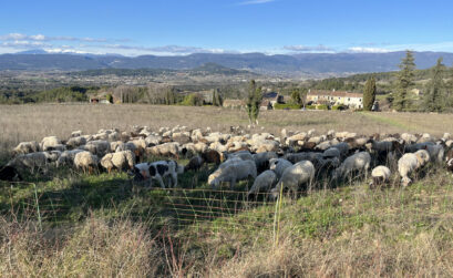 Le troupeau à Bonnieux avec le berger