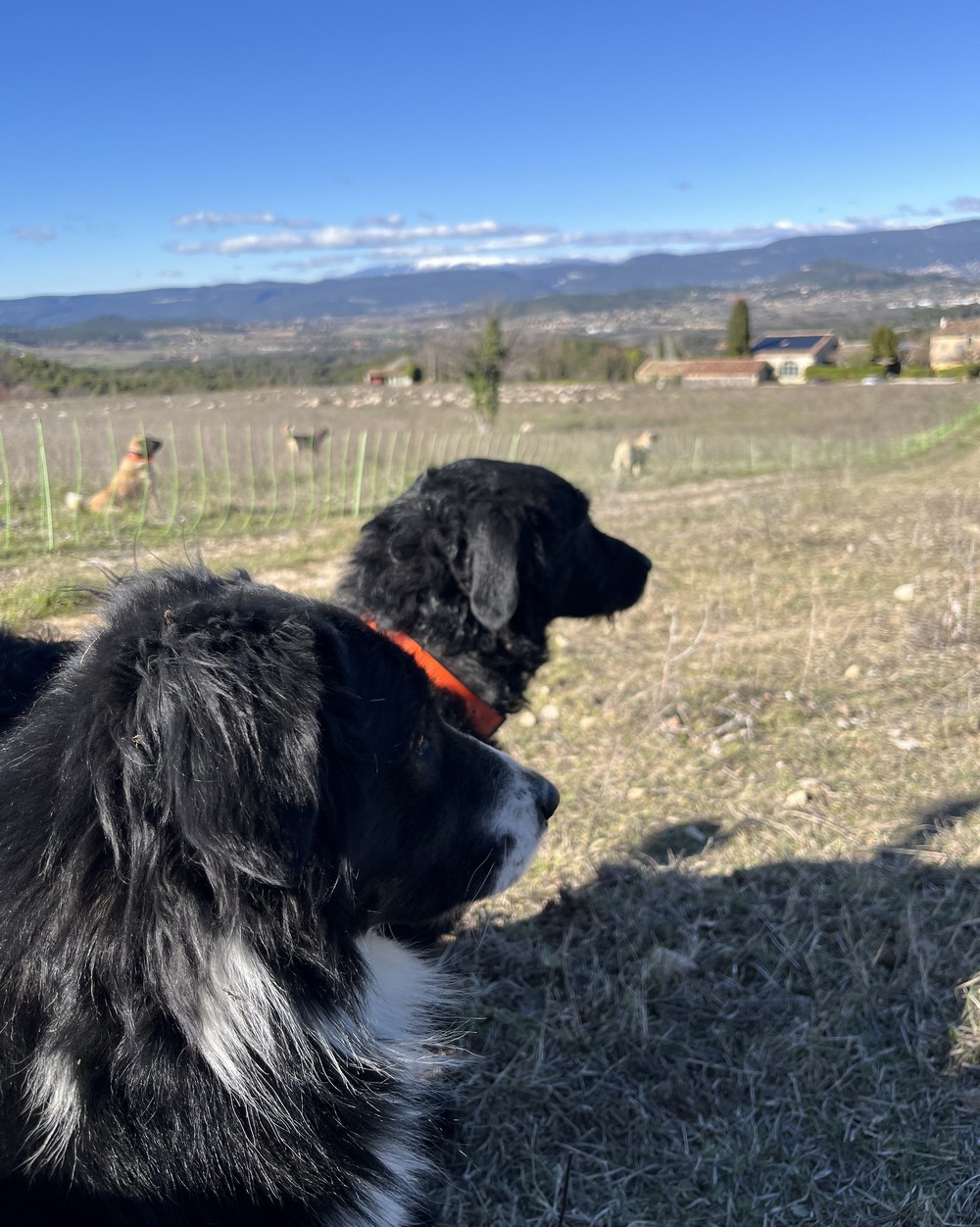 chien de berger et troupeau