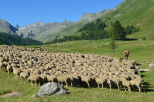 Troupeau Groupement pastoral du vallon des Jassines, vallée de l'Ubaye (04) @ MDT Bleu Tomate