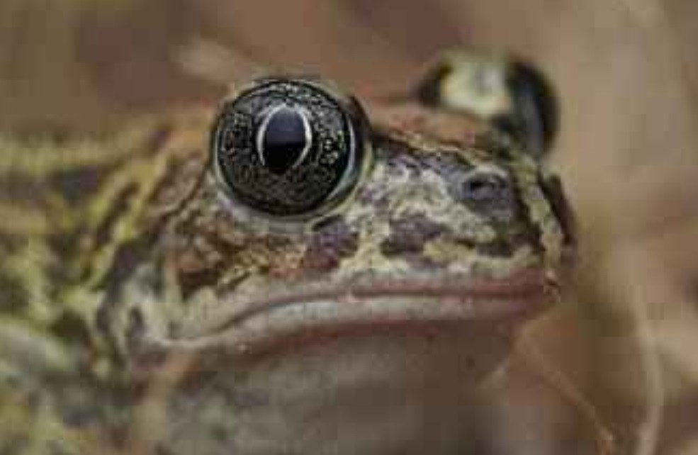 le Pelobate cultripède, ou crapaud à couteaux, en danger de disparition dans la région PACA