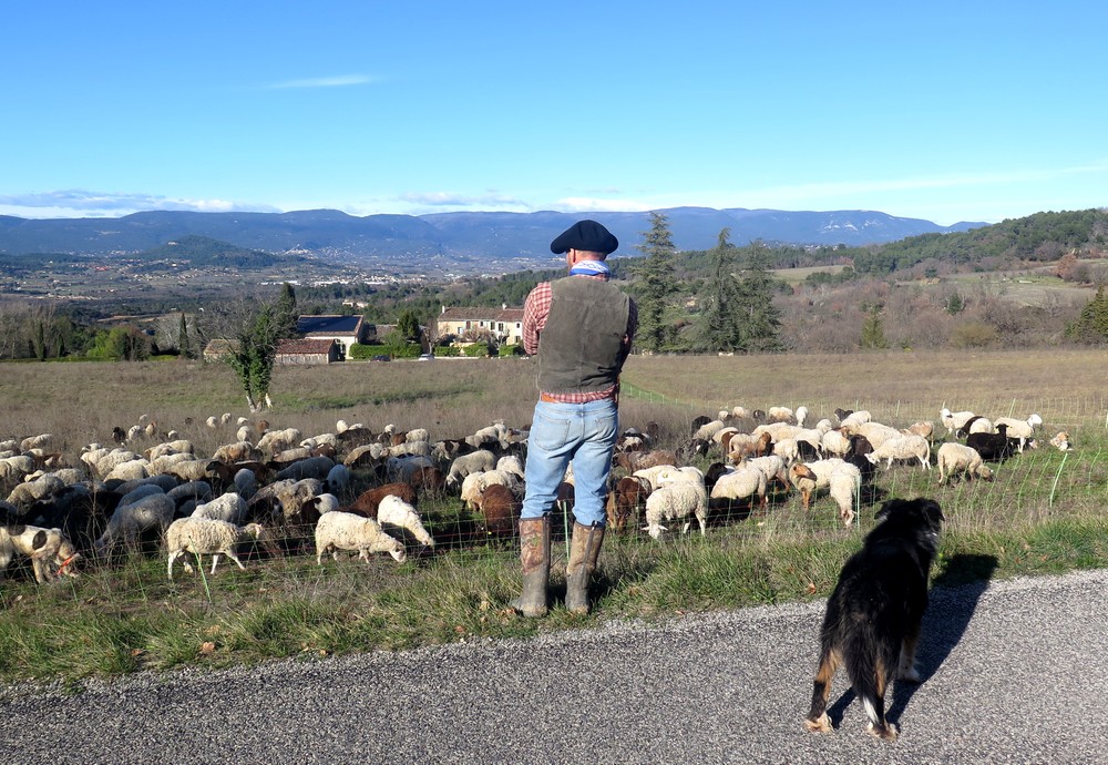 Le berger, le troupeau, les chiens