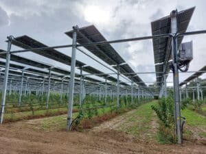 cerisiers sous panneaux photovoltaïques