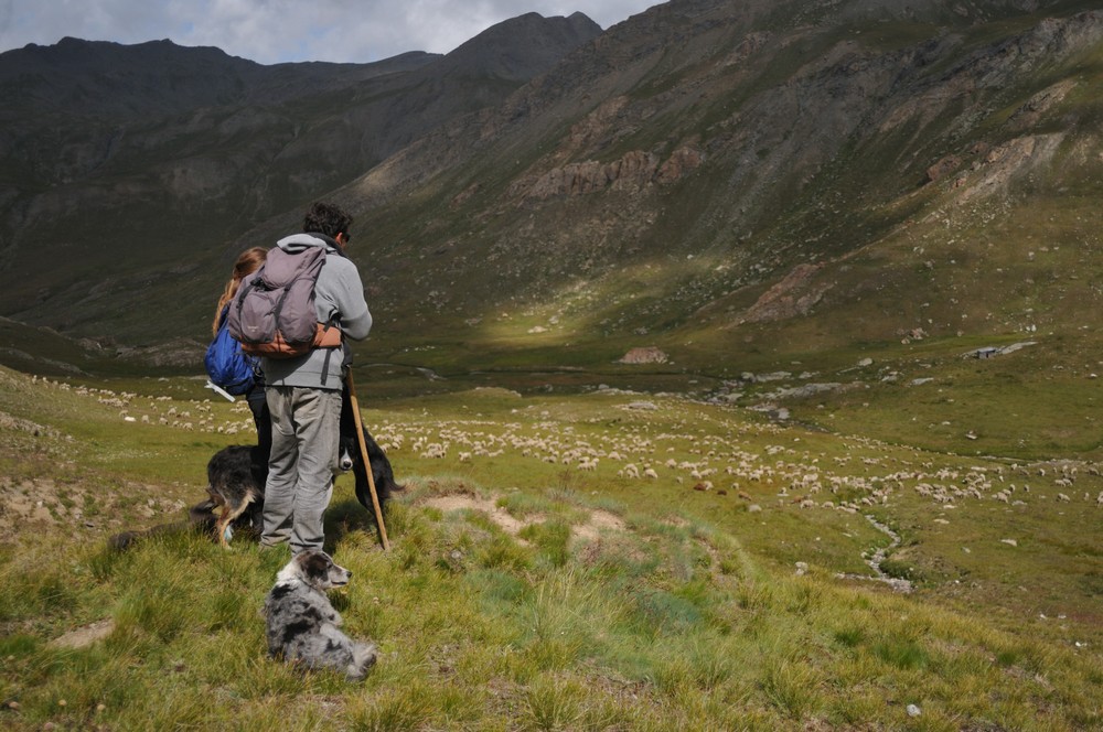 les bergers gardent le troupeau à la montagne