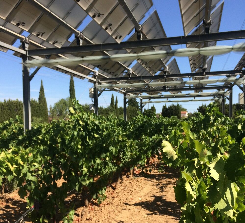 Les vignes sous panneaux solaires