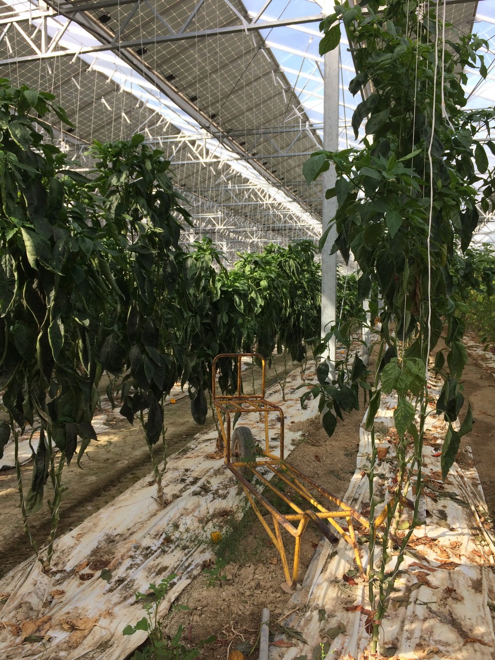 Dans la serre photovoltaïque, poussent les aubergines