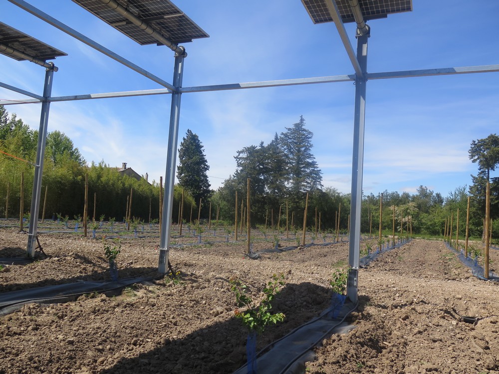 Une parcelle témoin d'abricotiers jouxte celle qui porte les panneaux solaires