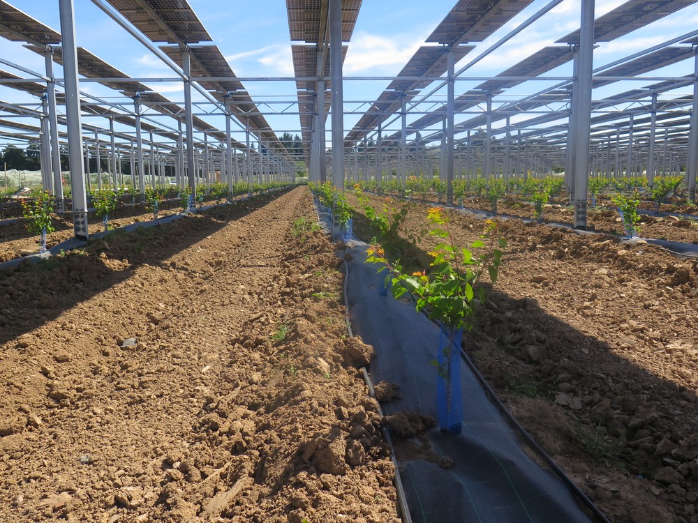 la structure agrivoltaïque et les jeunes arbres fruitiers