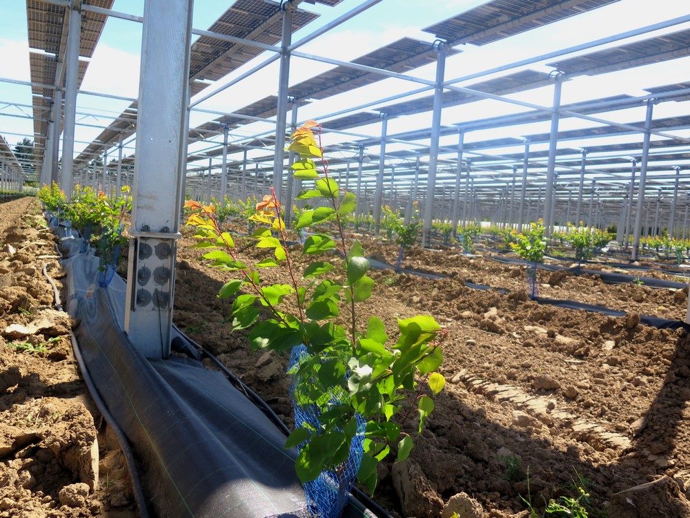 jeunes abricotiers sous la structure agrivoltaïque