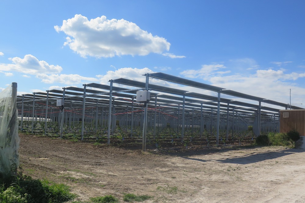 Verger d'abricotiers sous panneaux photovoltaïques