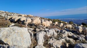 Troupeau de brebis en pâturage préalpin