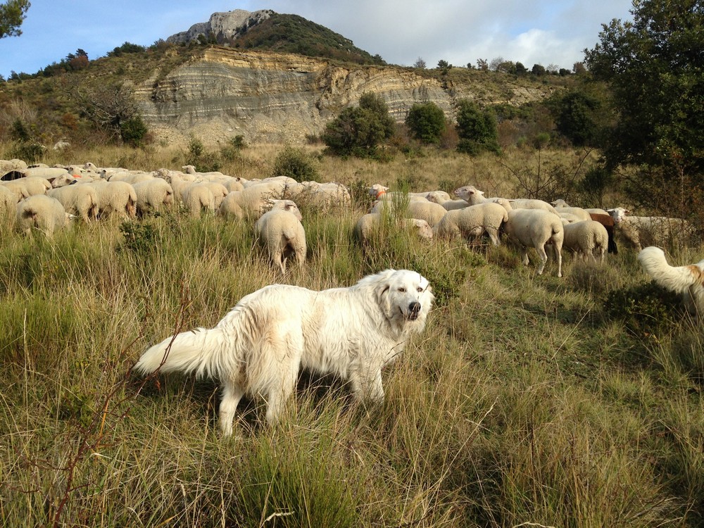 les chiens de protection autour du troupeau en alpages