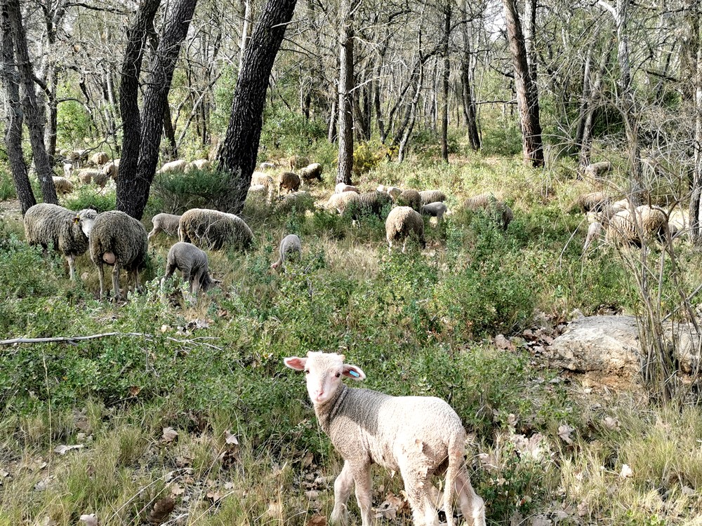 les brebis paissent en milieu boisé