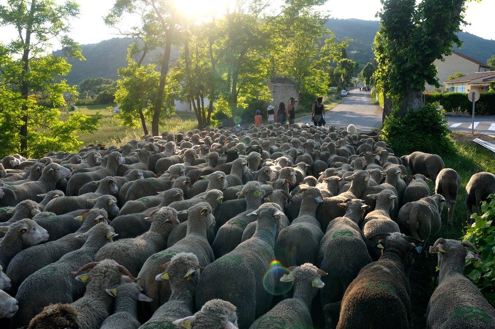 les brebis traversent un village c'est la transhumance