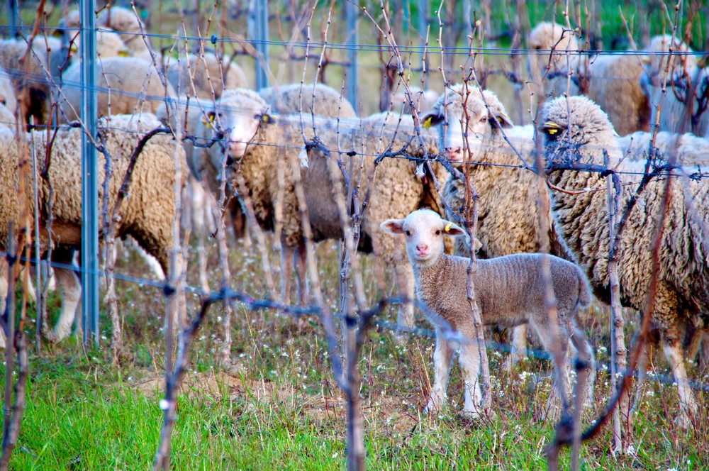 les brebis pâturent dans les vignes l'hiver