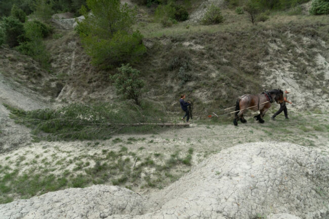 l'emploi du cheval permet d'éviter la dégradation du milieu