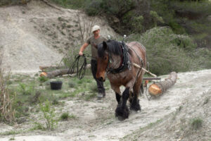debardage_cheval_Tuiliere_05_c_Stephane_Legal_PNRL Bleu Tomate le mag