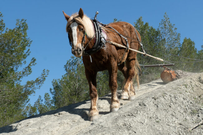 6 années de travail sont nécessaires pour former un cheval au travail