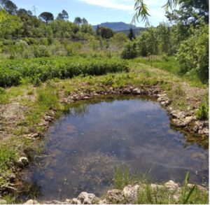 Mare et plantation d’arbres au Jardin-Forêt des Etangs à Tourves (83) ©Guylaine Diesnis Bleu Tomate
