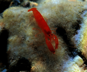 crevette Bleu Tomate