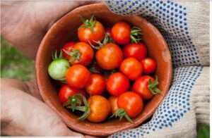 fresque alimentaire Bleu Tomate